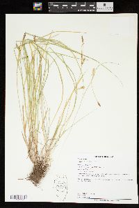 Carex tetanica image