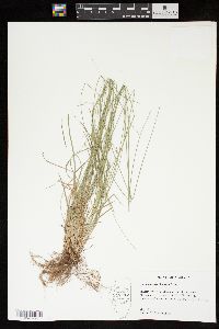 Carex texensis image