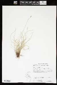 Carex texensis image