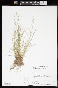 Carex texensis image