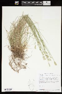 Carex texensis image