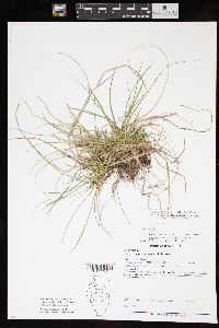 Carex tonsa var. rugosperma image