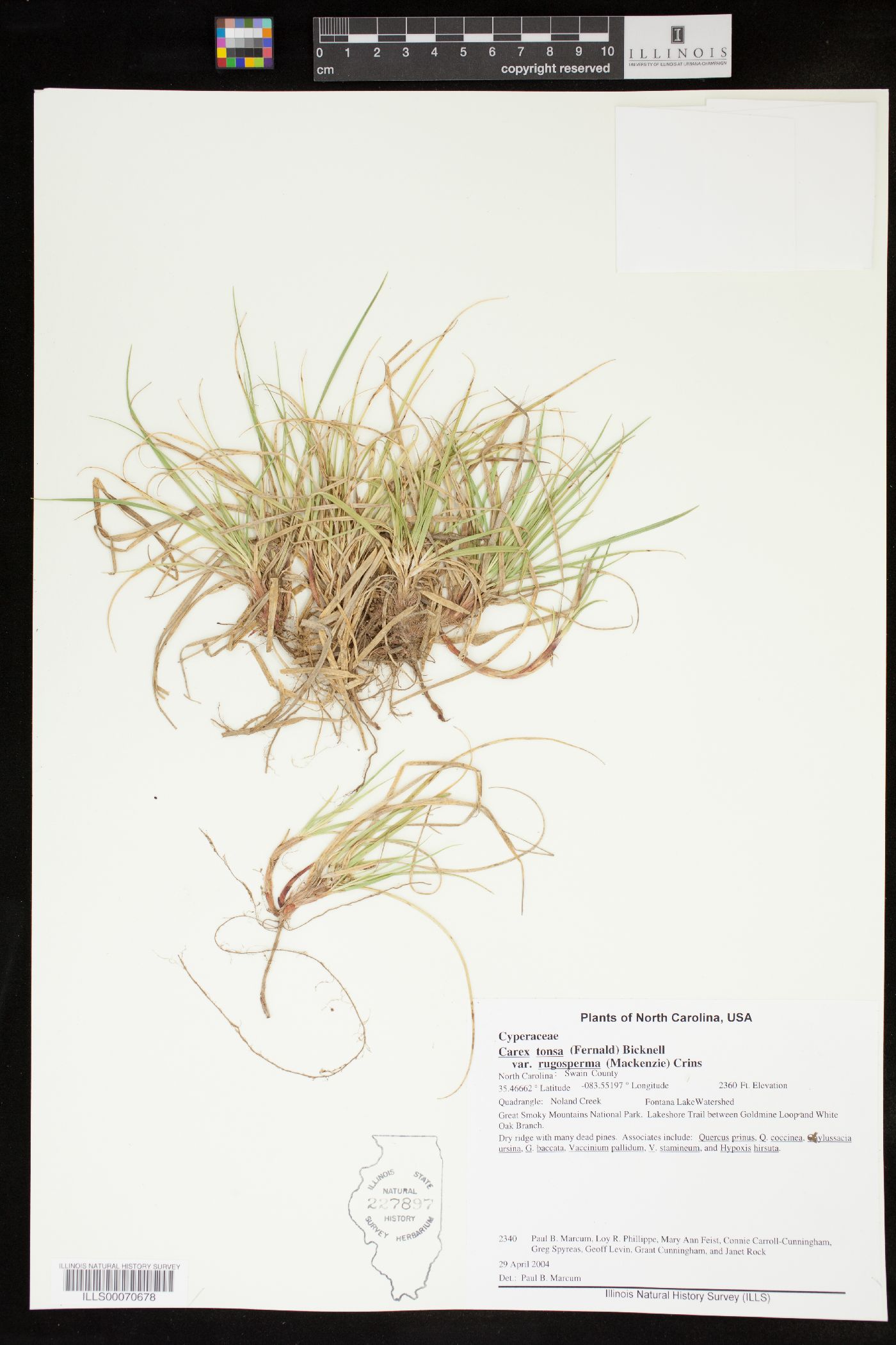 Carex tonsa var. rugosperma image