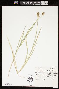 Carex tribuloides var. sangamonensis image