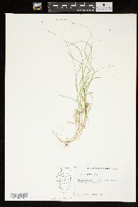 Carex trisperma image