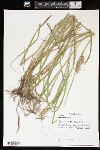 Carex typhina image