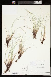 Carex umbellata image