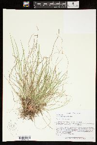 Carex umbellata image