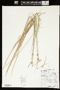 Carex unilateralis image