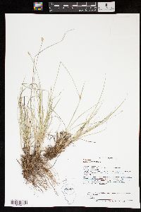 Carex vallicola image