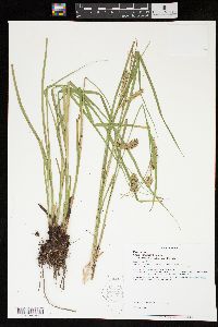 Carex vesicaria var. monile image