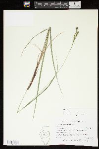 Carex virescens image