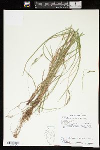 Carex virescens image