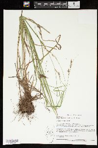 Carex virescens image