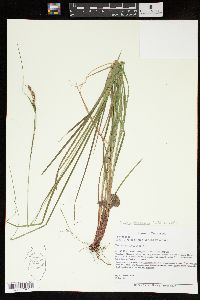 Carex virescens image