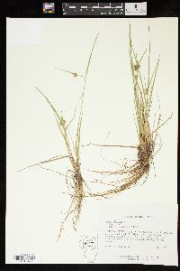 Carex viridula image