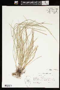 Carex willdenowii image