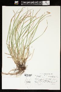 Carex willdenowii var. megarrhyncha image