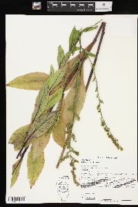 Solidago patula image