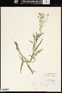 Solidago ptarmicoides image