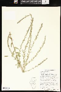 Lythrum alatum var. alatum image