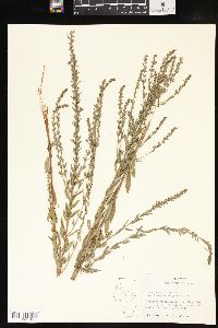 Lythrum alatum var. lanceolatum image