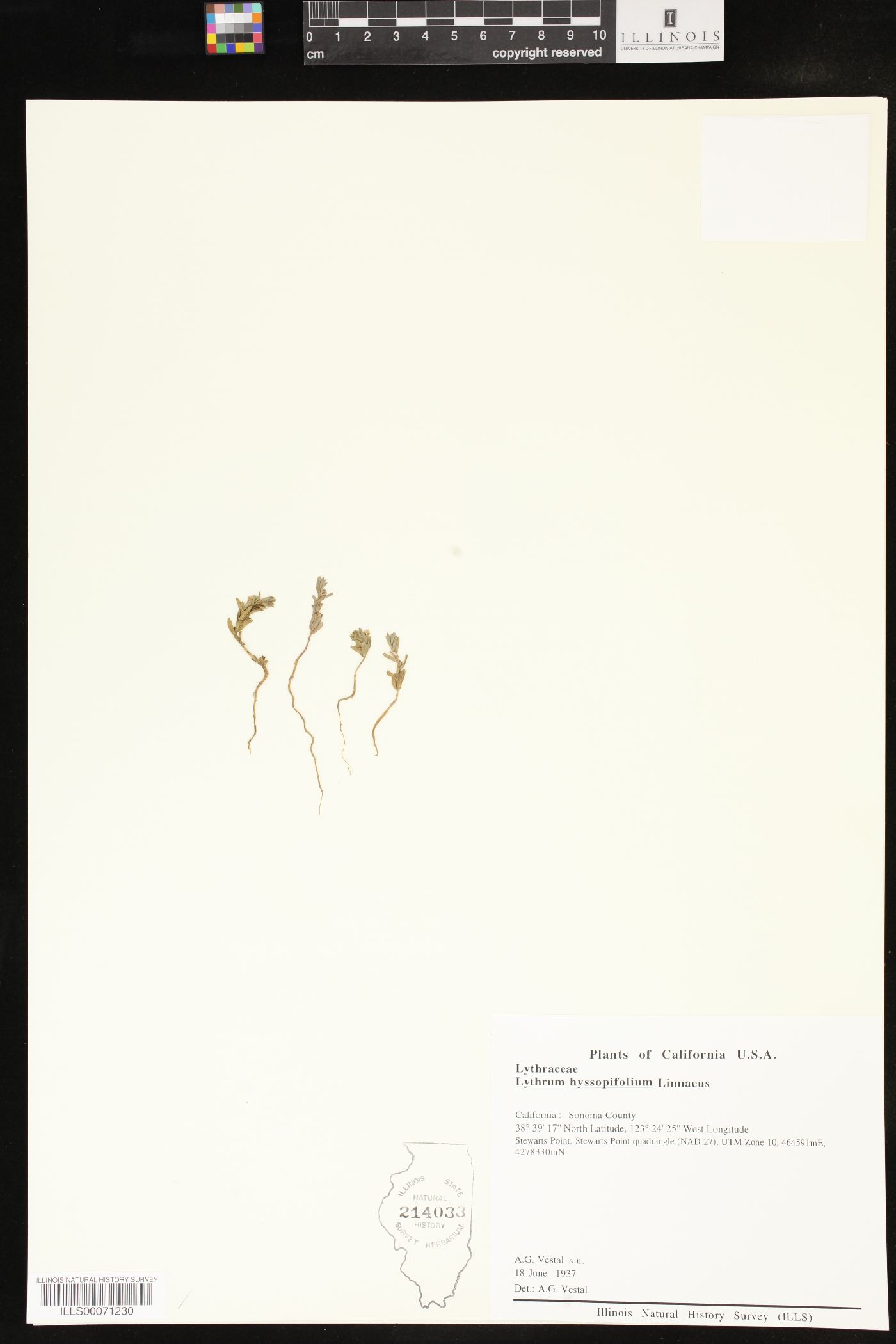 Lythrum hyssopifolium image