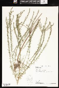 Lythrum lineare image