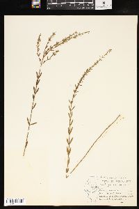 Lythrum lineare image