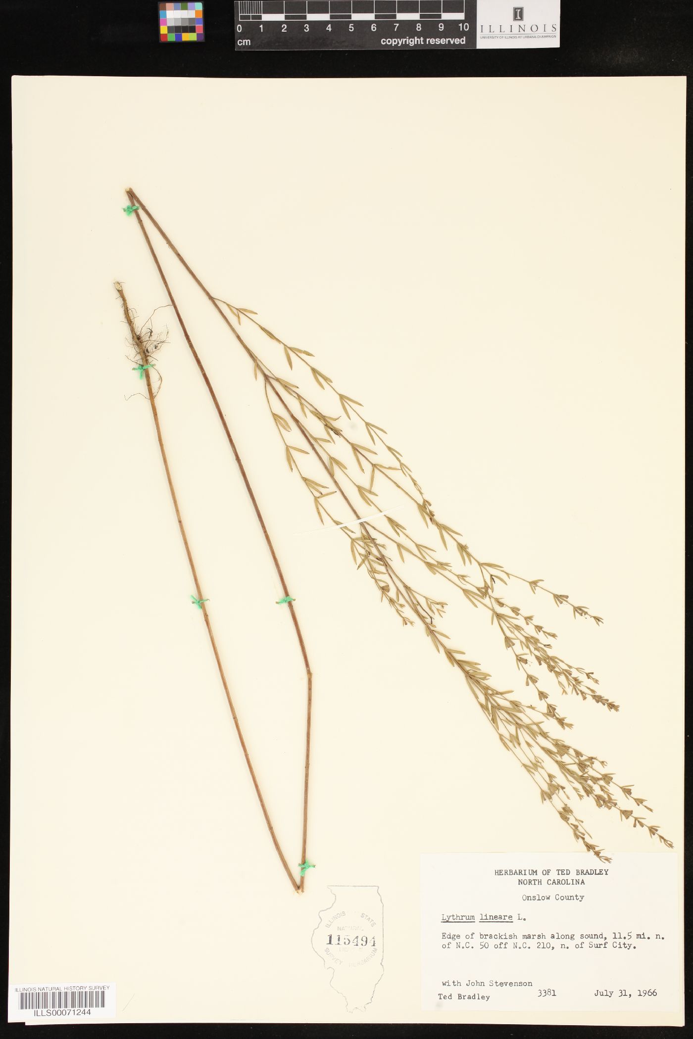 Lythrum lineare image