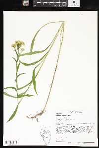 Solidago riddellii image