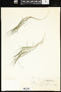 Potamogeton strictifolius image