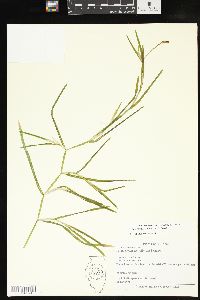Potamogeton zosteriformis image