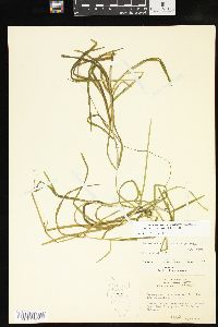 Potamogeton zosteriformis image