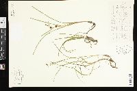 Sparganium angustifolium image