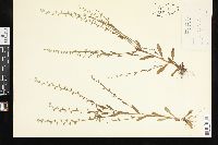 Myosotis verna image