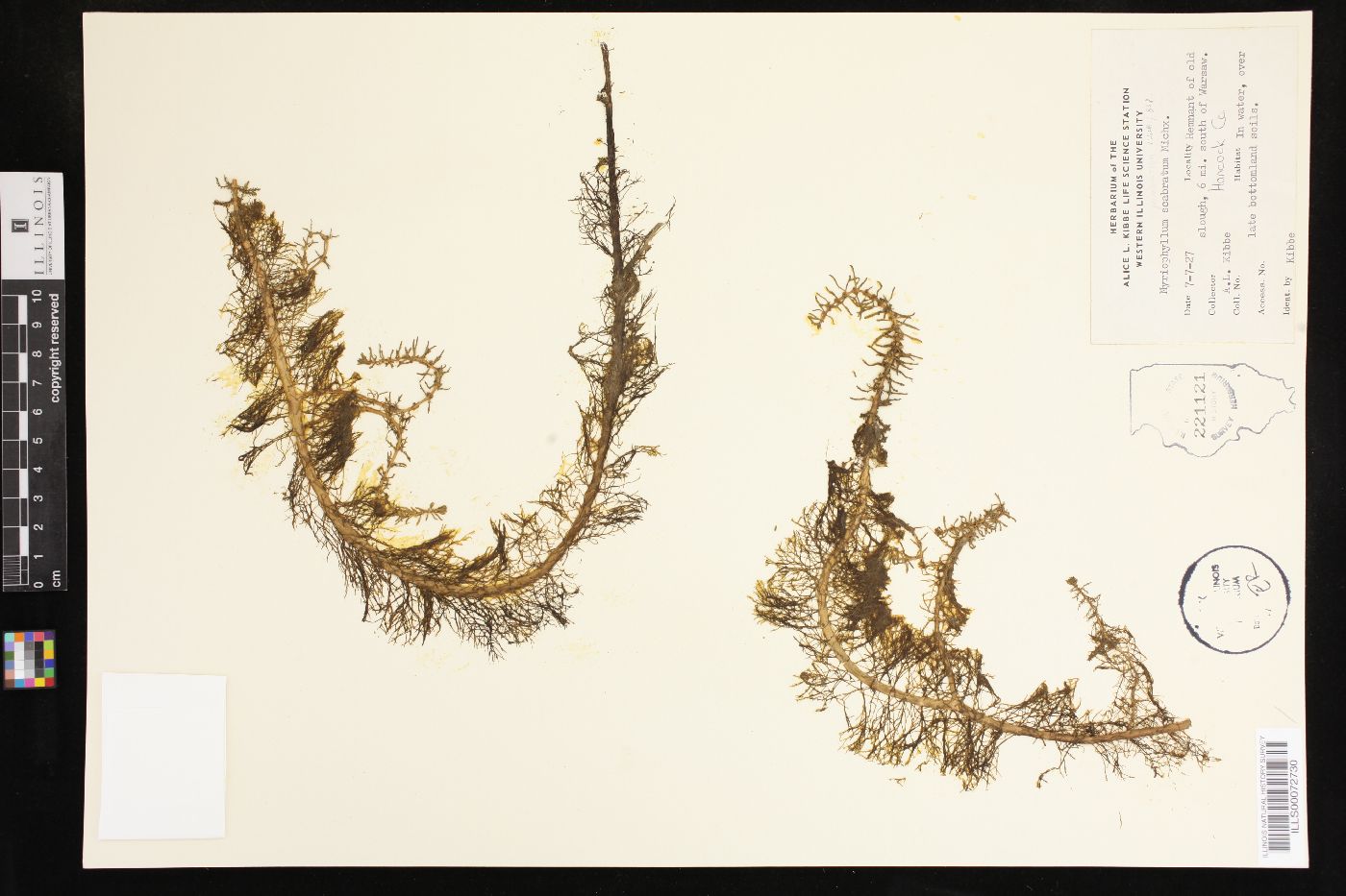 Myriophyllum pinnatum image