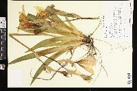 Iris flavescens image