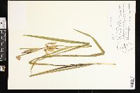 Iris fulva image