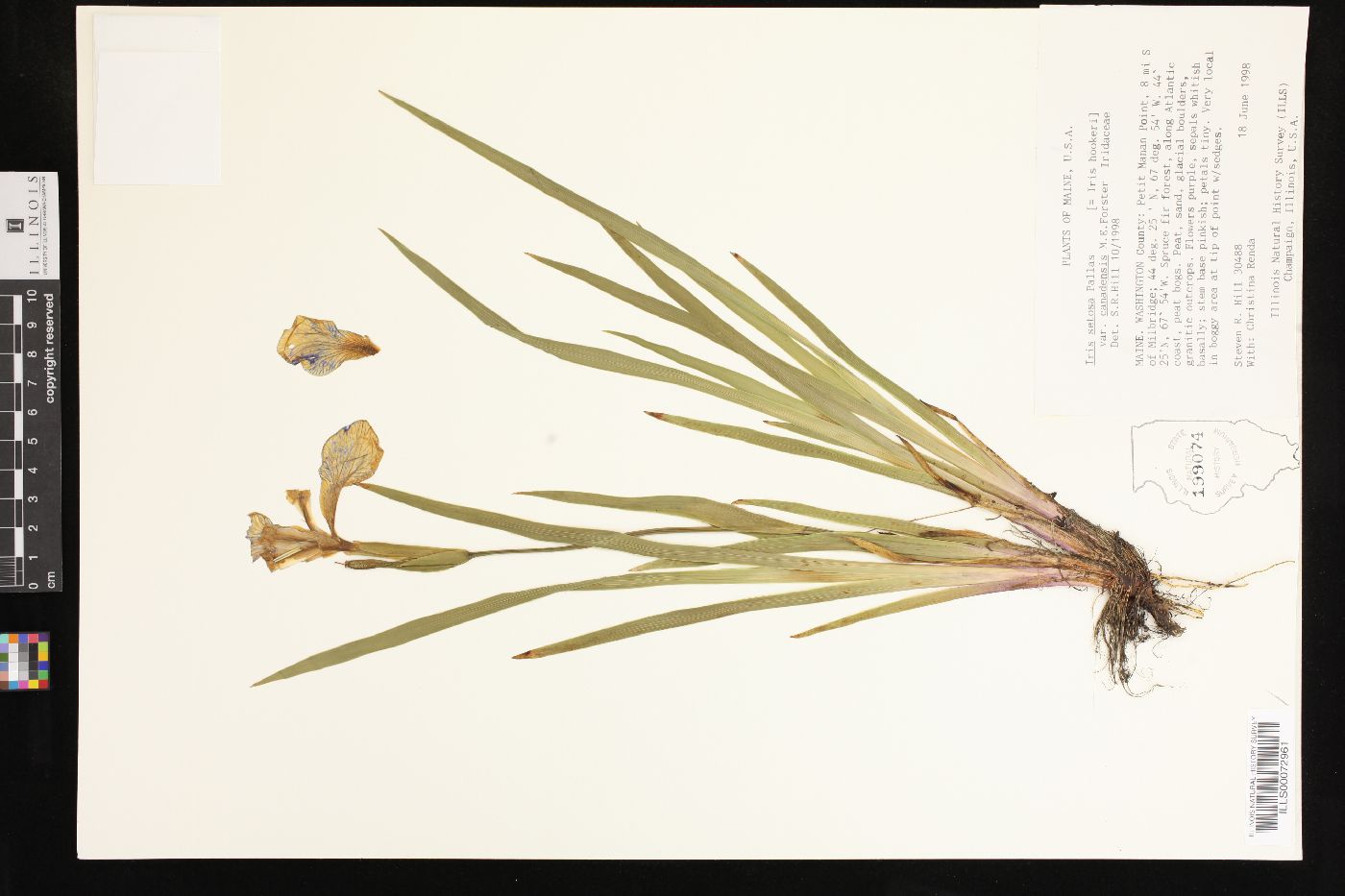 Iris setosa var. canadensis image