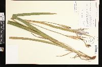 Iris virginica image