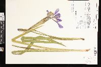 Iris virginica image