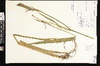 Iris virginica image