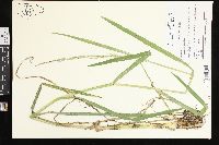 Glyceria septentrionalis image