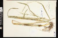 Glyceria septentrionalis image