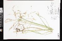 Glyceria canadensis image