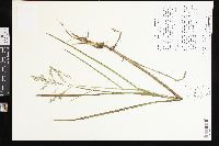 Glyceria canadensis image