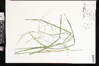 Glyceria canadensis image