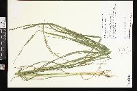 Glyceria melicaria image