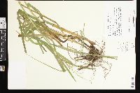 Glyceria nubigena image